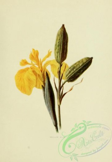 iris-00266 - Yellow Iris, iris pseudacorus