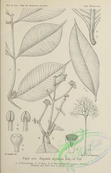 javan_plants-00102 - black-and-white 102-eugenia argutata