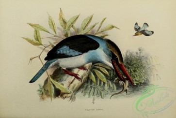 kingfishers-00084 - halcyon dryas
