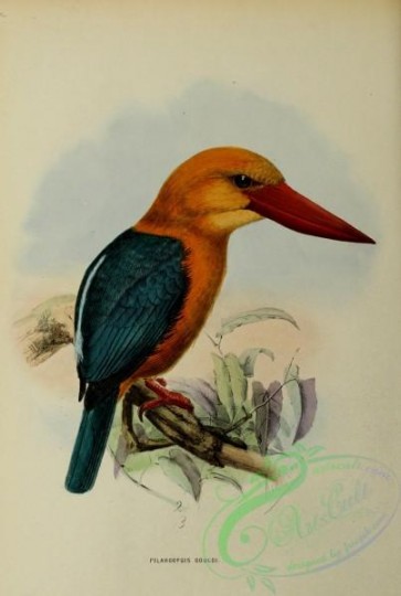 kingfishers-00114 - pelargopsis gouldi