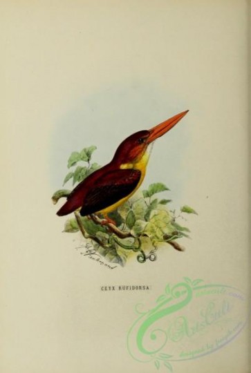 kingfishers-00121 - Rufous-backed Kingfisher