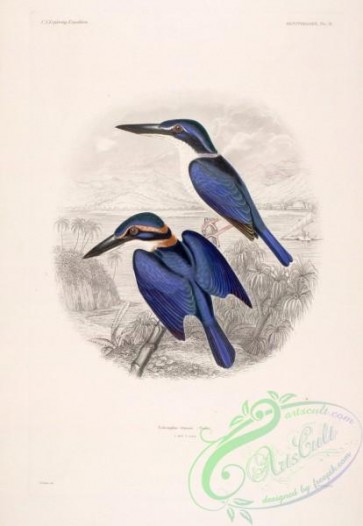 kingfishers-00143 - todiramphus vitiensis