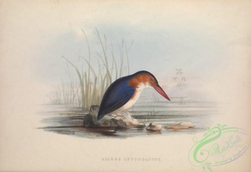 kingfishers-00147 - White-bellied Kingfisher
