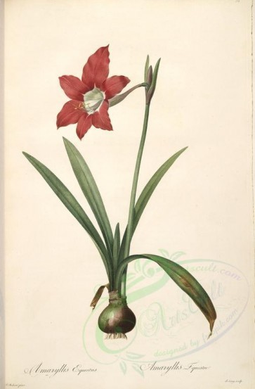 lilies_flowers-00007 - amaryllis equestus [4289x6524]