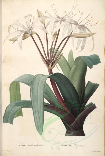 lilies_flowers-00014 - crinum erubescens [4408x6567]