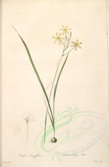 lilies_flowers-00040 - ixia longiflora [4247x6510]
