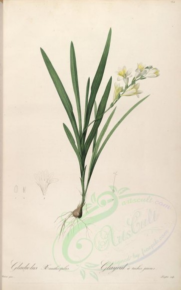 lilies_flowers-00137 - gladiolus xanthospilus [4090x6541]