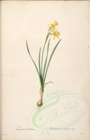 lilies_flowers-00159 - narcissus calathinus [4079x6352]