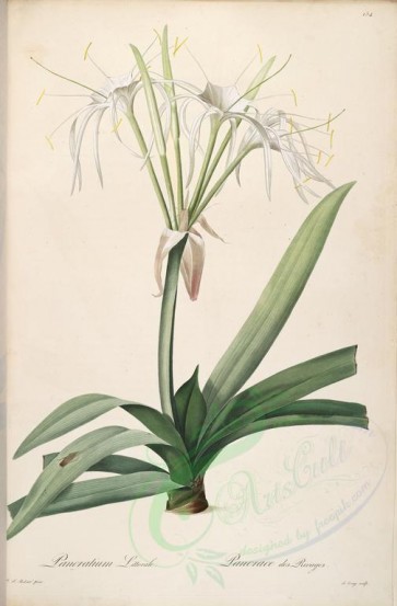 lilies_flowers-00168 - pancratium littorale [4182x6370]