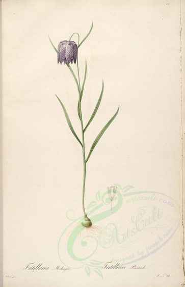 lilies_flowers-00202 - fritillaria meleagris [4094x6345]