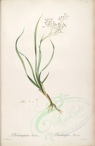 lilies_flowers-00227 - phalangium bicolor [4166x6372]