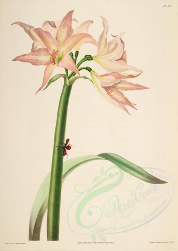 lilies_flowers-00255 - amaryllis pulverulenta [3393x4758]