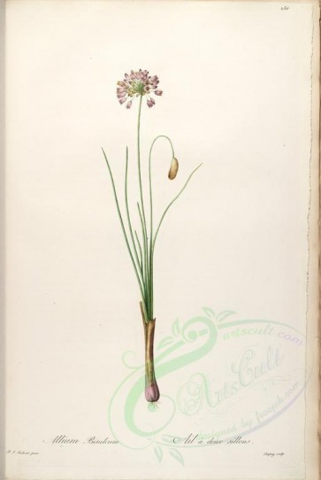 lilies_flowers-00300 - allium bisulcum [4210x6286]
