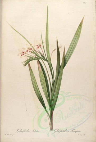 lilies_flowers-00318 - gladiolus tubatus [4289x6357]