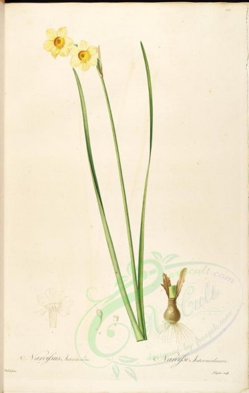 lilies_flowers-00516 - narcissus intermedius [4207x6634]