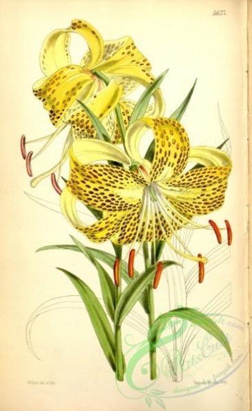 lilies_flowers-00823 - 5673-lilium leichtlinii, MaxillariaLeichtlin's Lily [2252x3679]