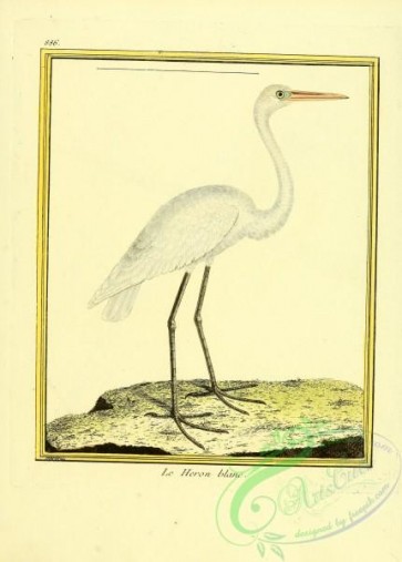 long_legged_birds-00025 - 086-White Heron