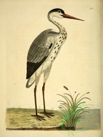 long_legged_birds-00099 - Common Heron
