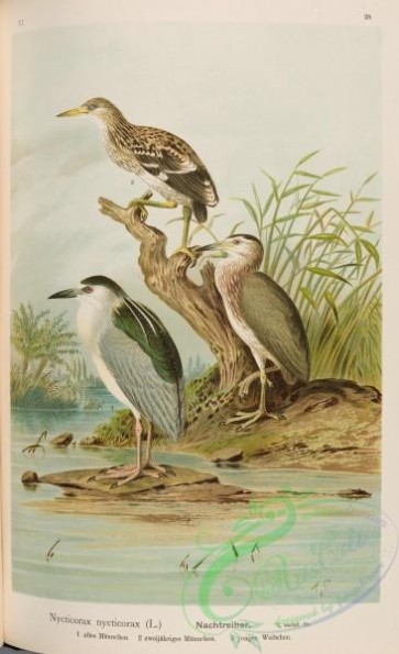 long_legged_birds-00255 - Black-crowned Night-Heron, nycticorax nycticorax