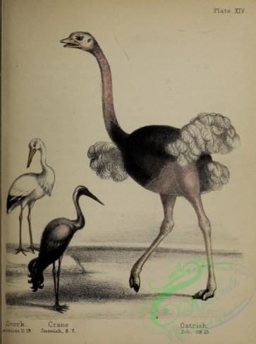 long_legged_birds-00326 - Stork, Crane, Ostrich