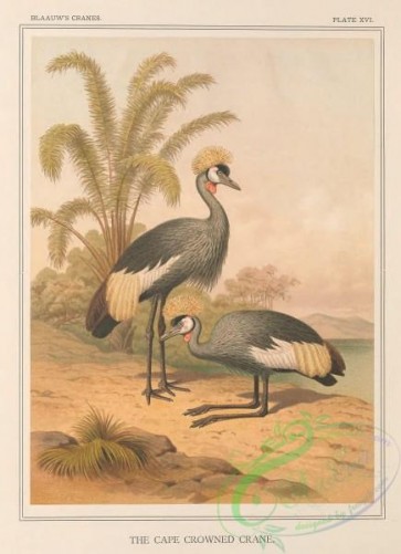 long_legged_birds-00346 - Cape Crowned Crane
