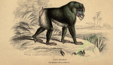mammals-00249 - Mandril or Rib-nose Baboon [2816x1614]