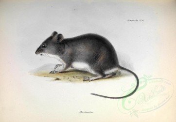 mammals-00300 - Waterhouse's swamp rat [3543x2464]