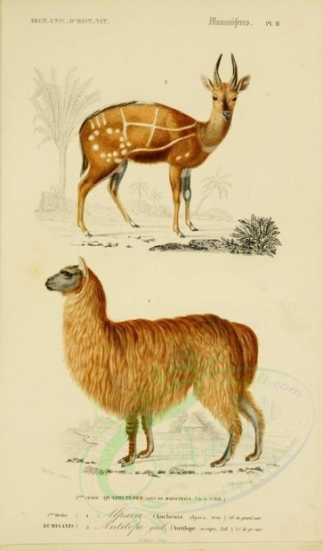 mammals-00454 - Alpaca, Bushbuck [2164x3677]