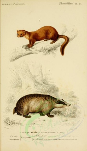 mammals-00457 - Badger, Pine marten [2118x3677]