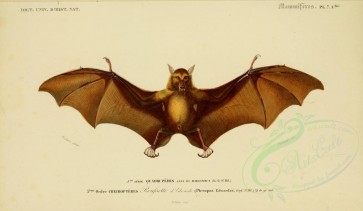 mammals-00458 - Bat (pteropus edwardsu) [3694x2143]