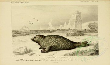 mammals-00472 - Harbor seal [3662x2164]