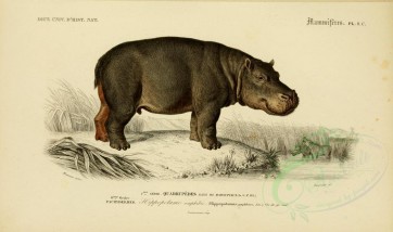 mammals-00473 - Hippopotamus [3662x2164]