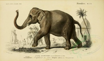 mammals-00475 - Indian Elephant [3662x2164]