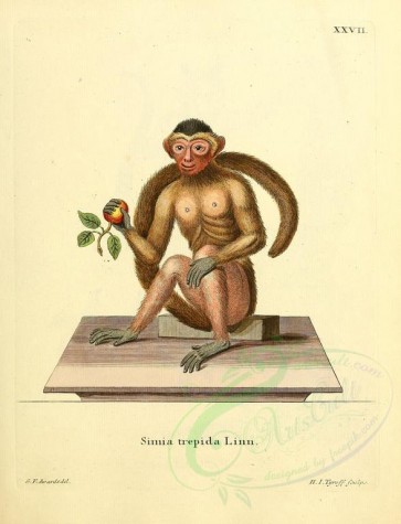mammals-01427 - Linnaeus's Tufted Capuchin [2336x3053]