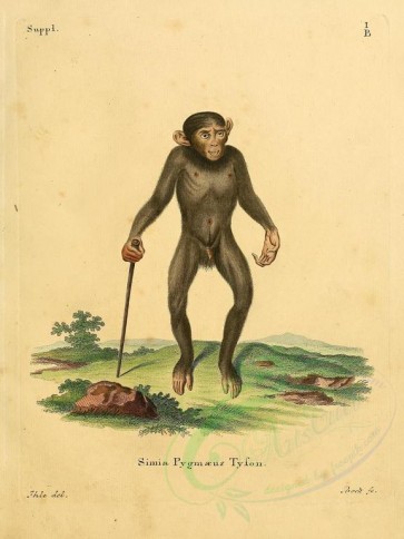 mammals-01446 - Orangutan [2320x3090]