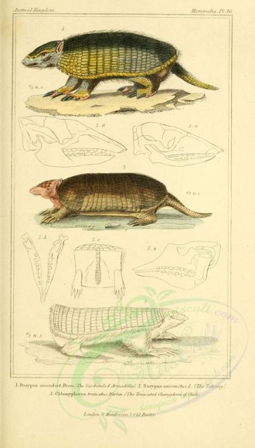 mammals-01710 - Six-banded Armadillo, Tatouay, Truncated Clamyphore of Chili [1826x3199]