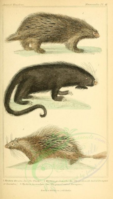 mammals-01712 - Urson, Prehensile tailed Porcupine, Pencil tailed Porcupine [1826x3199]