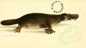 mammals-01725 - Platypus [3246x1817]