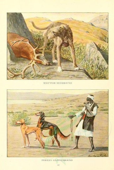 mammals-01981 - Scottish Deerhound, Persian Gazellehound [1862x2770]