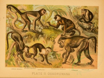 mammals-02221 - GREEN MONKEY, SPIDER MONKEY, SAPAJOU, PROBOSCIS MOKEY, BABOON, MACACUS [2703x2040]