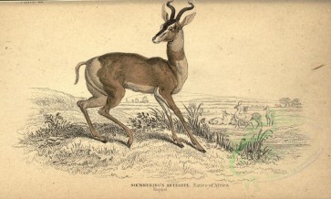 mammals-02990 - Soemmering's Antelope [3070x1842]