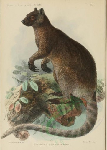 mammals-04103 - dendrolagus inustus maximus (L) [1925x2686]