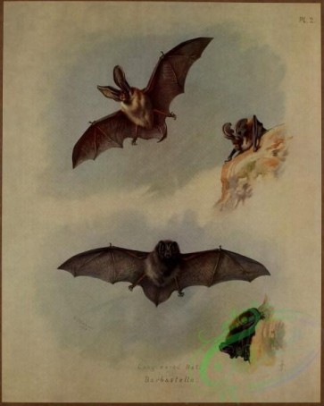 mammals-05606 - Long-eared Bat, Barbastelle [1975x2464]