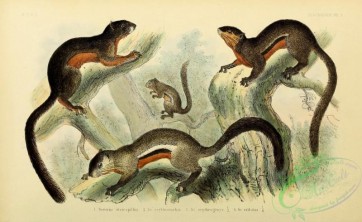 mammals-05956 - callosciurus prevostii atricapillus, sciurus atricapillus, callosciurus baluensis, sciurus erythromelas, sciurus erythogenys, callosciurus notatus vittatus, sciurus vittatus