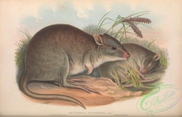 mammals-06077 - aepyprymnus rufescens, bettongia rufescens