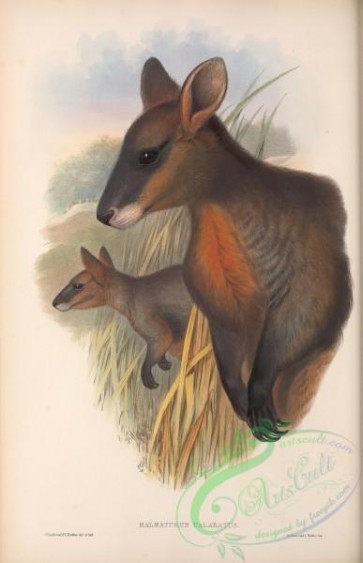 mammals-06143 - wallabia bicolor ualabatus, halmaturus ualabatus