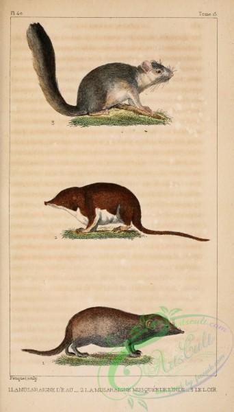 mammals-06234 - mus fodiens, suncus murinus indicus, sorex indicus, glis glis, myoxus glis