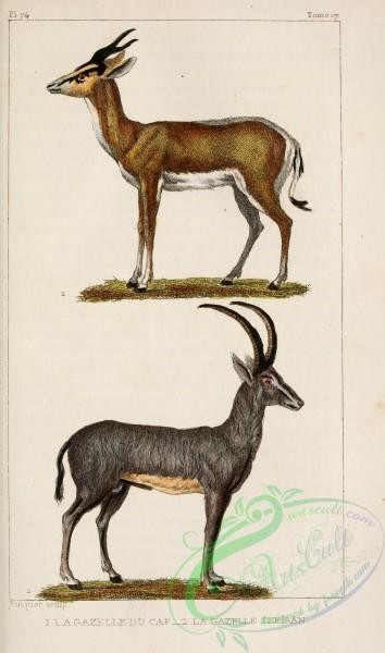 mammals-06247 - antilope leucophaea, antilope euchore