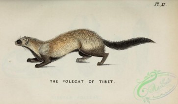 mammals-06367 - Polecat of Tibet