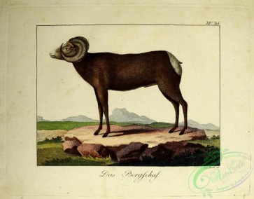 mammals-06487 - Tiroler Bergschaf